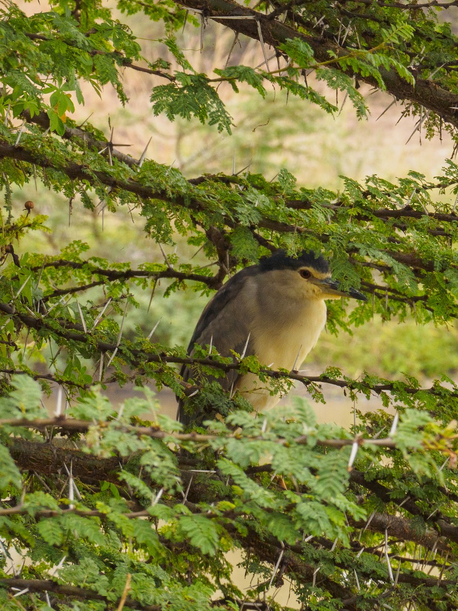 Black-crowned Night Heron - ML640643659