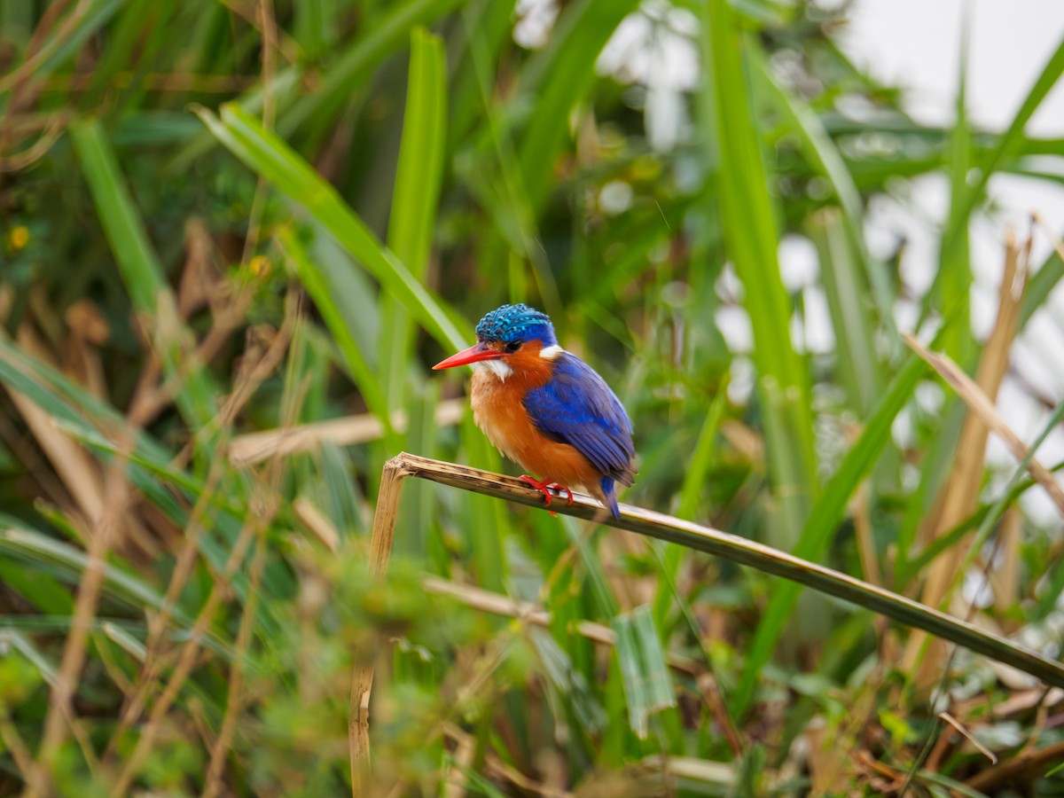 Malachite Kingfisher - ML640643663