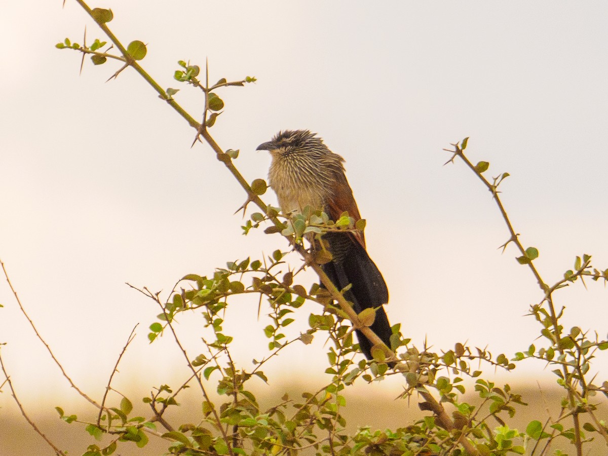 White-browed Coucal - ML640643674