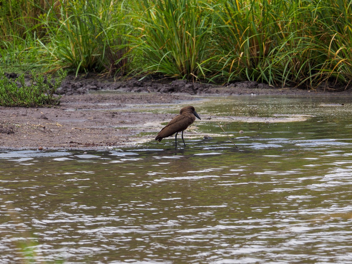 Hamerkop - ML640643717