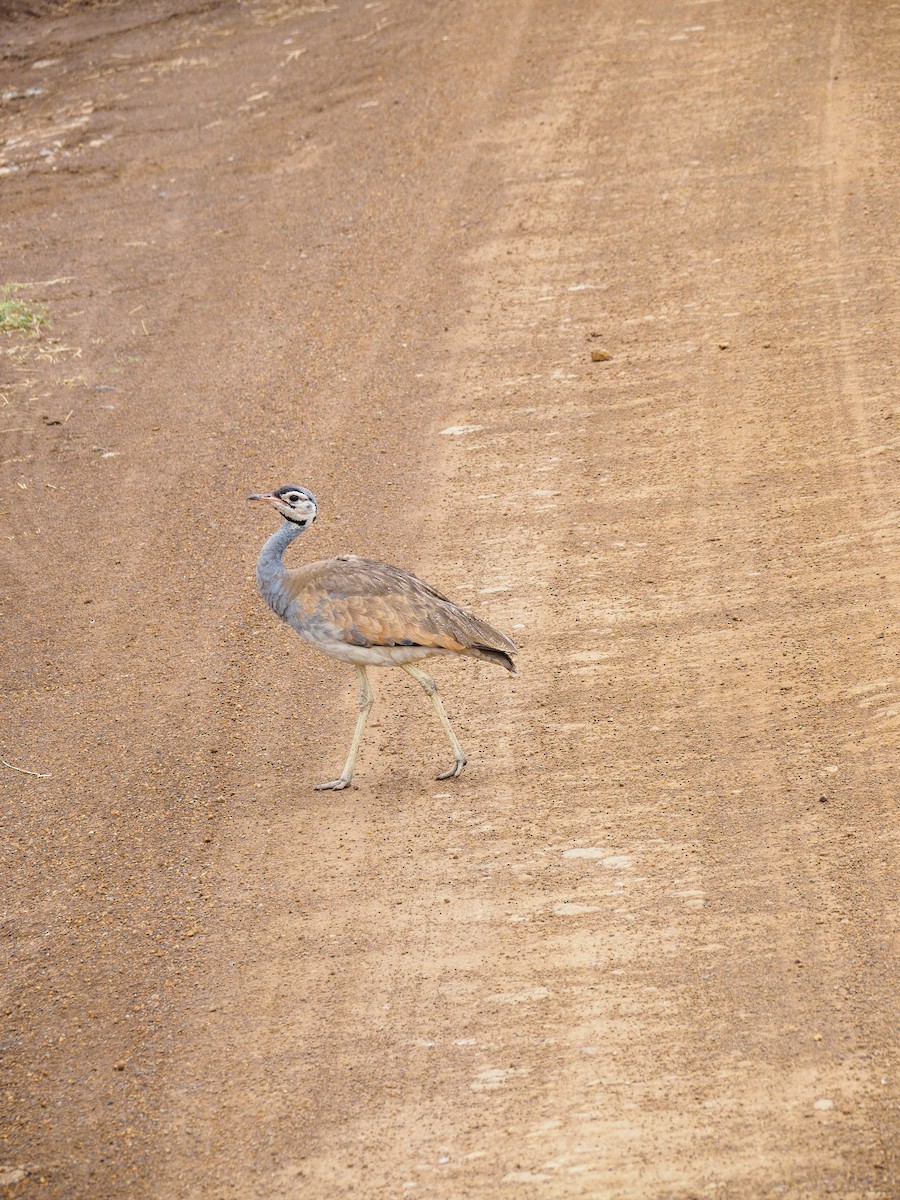 White-bellied Bustard - ML640643723