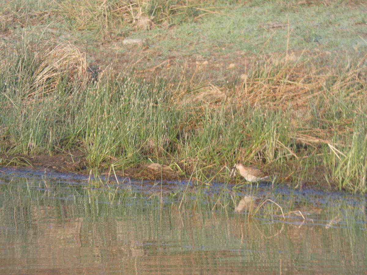 Ruff - ML640643788