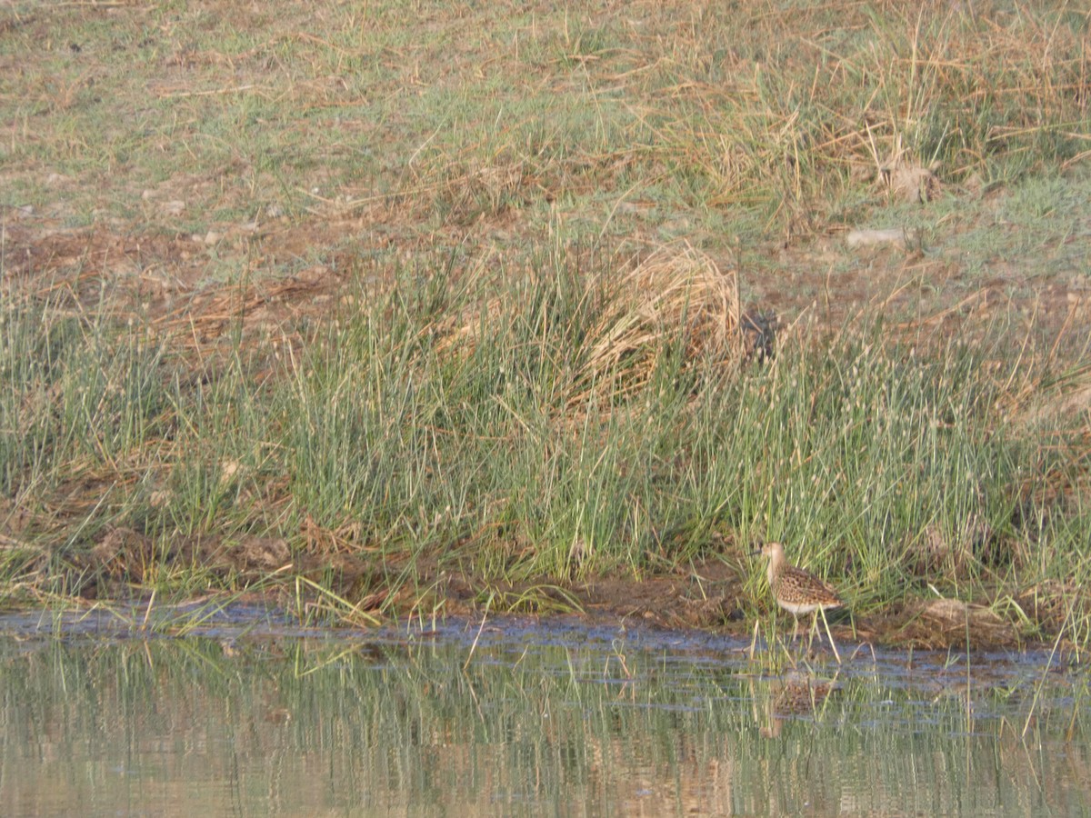Ruff - ML640643800
