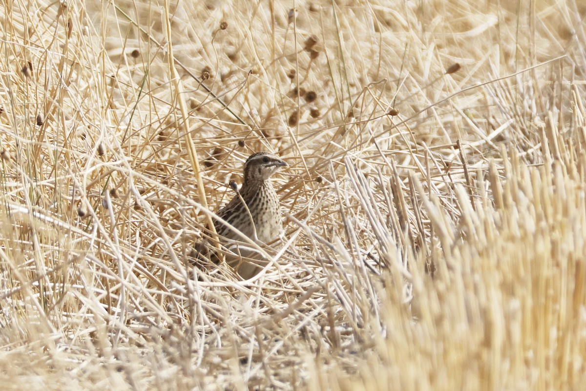 Common Quail - ML640643884