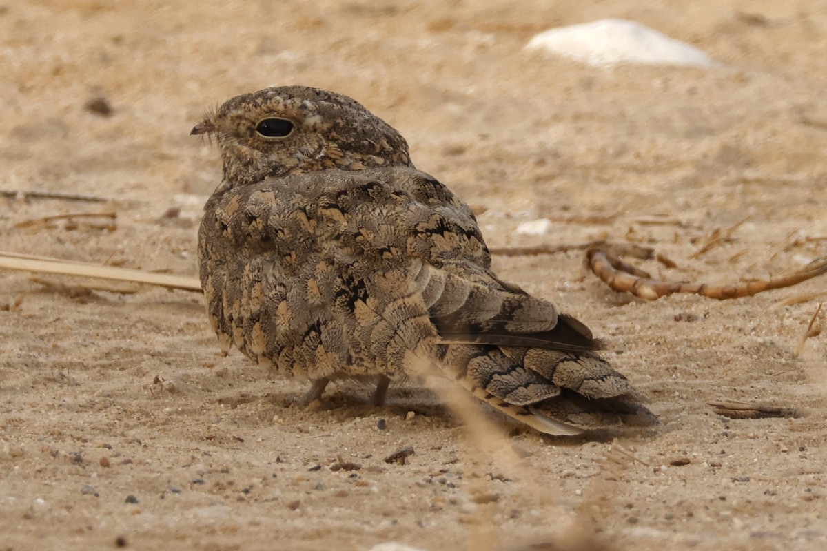 Egyptian Nightjar - ML640643919