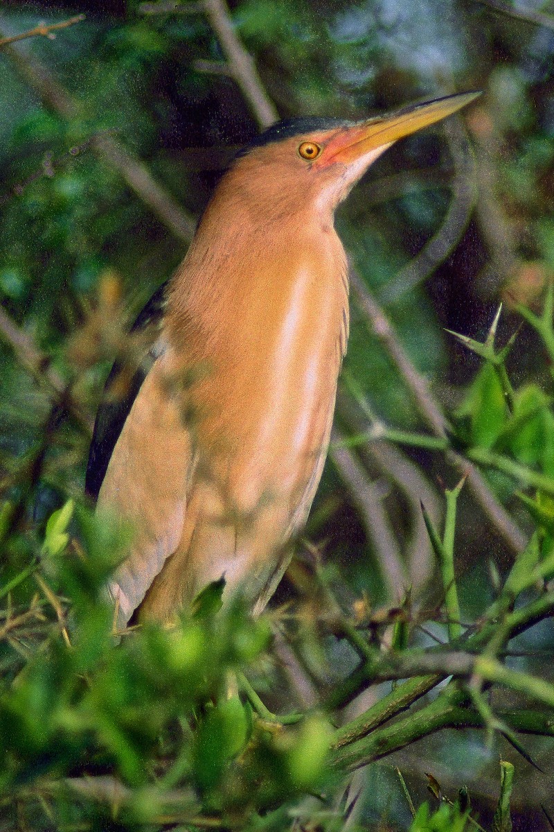 Little Bittern - ML640643952