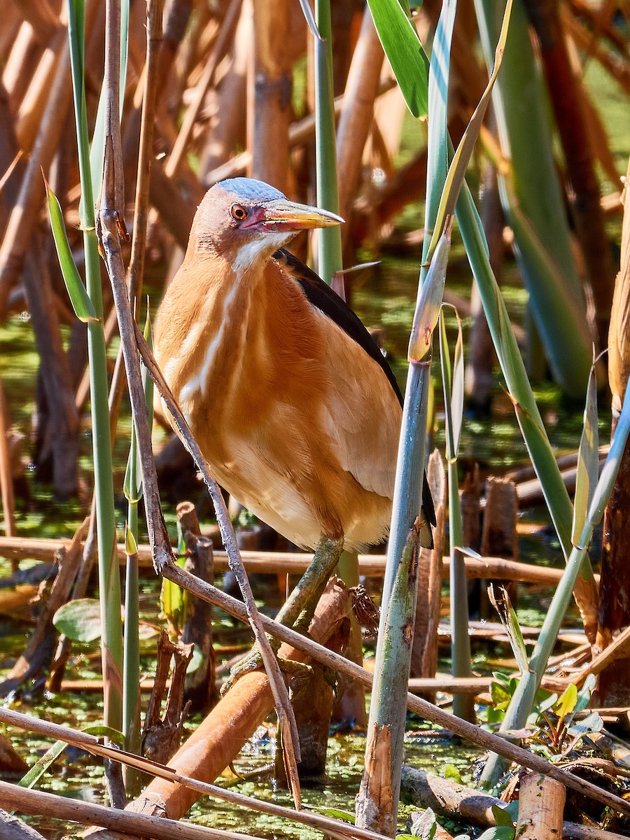 Little Bittern - ML640643977