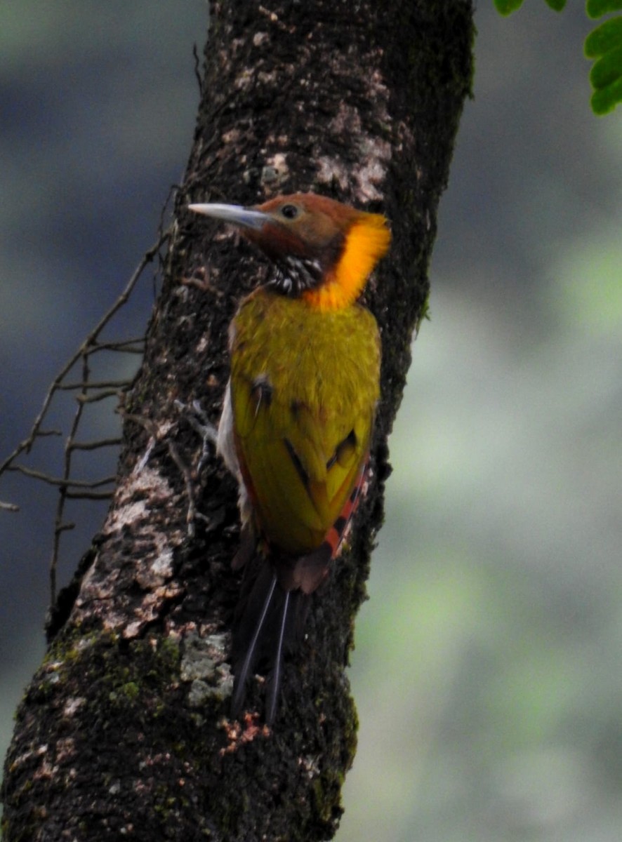 Greater Yellownape - ML640643978