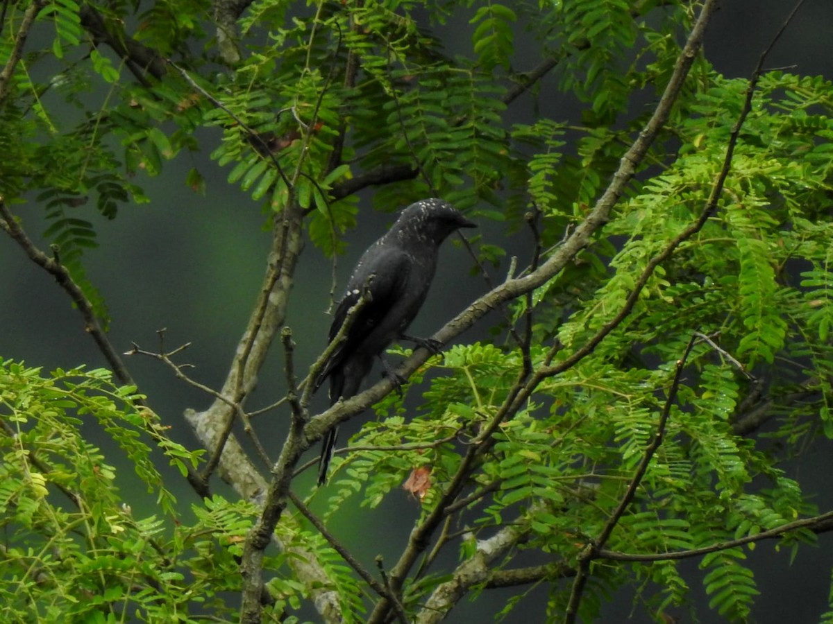 Black-winged Cuckooshrike - ML640644000