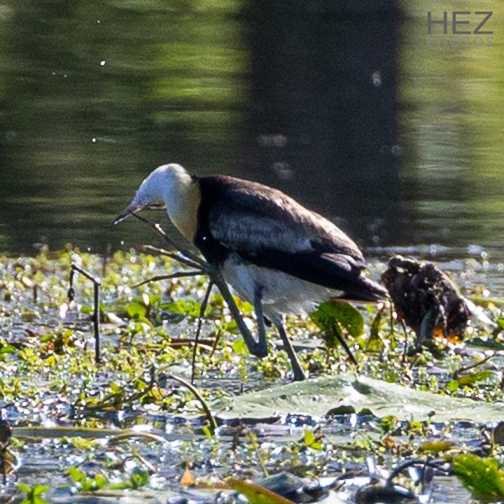Comb-crested Jacana - ML640644006