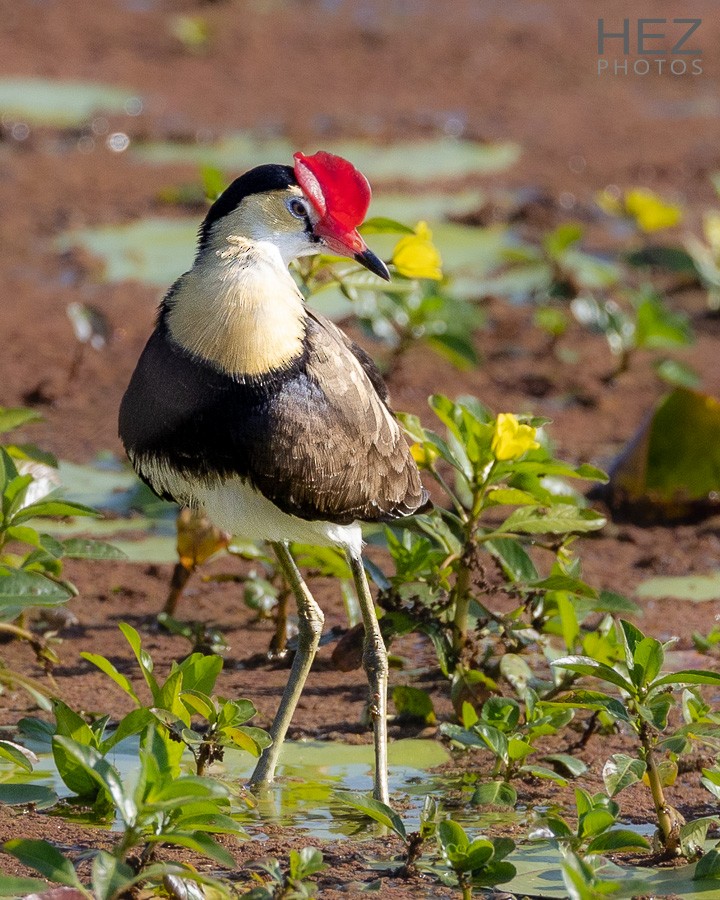 Comb-crested Jacana - ML640644007