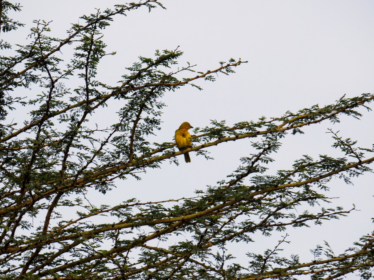 Holub's Golden-Weaver - ML640644017
