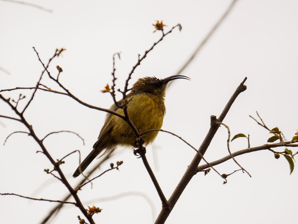 Bronze Sunbird - ML640644041