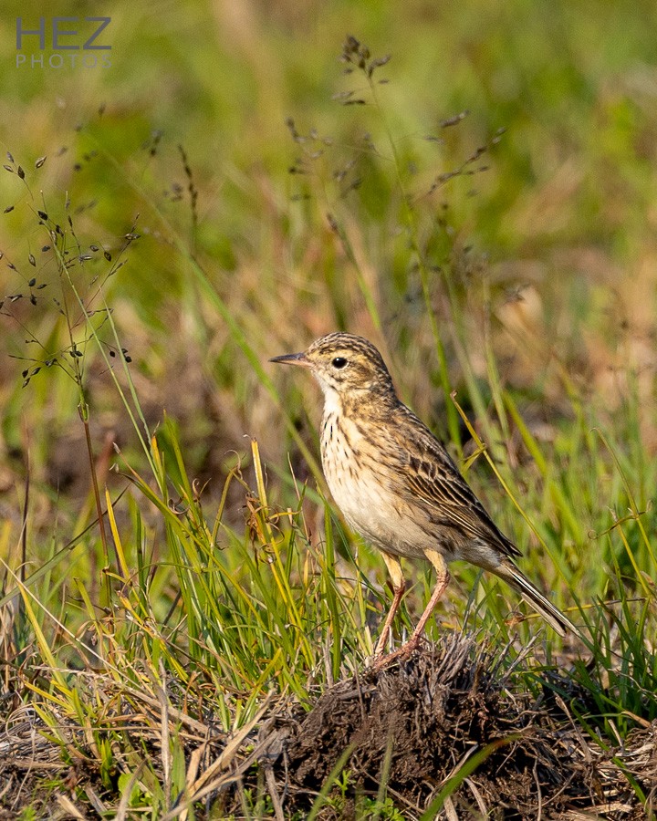 Australian Pipit - ML640644050
