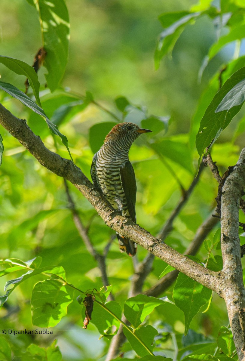 Asian Emerald Cuckoo - ML640644111