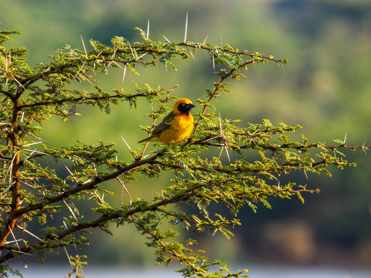 Speke's Weaver - ML640644114