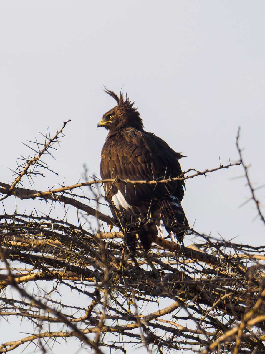 Long-crested Eagle - ML640644117
