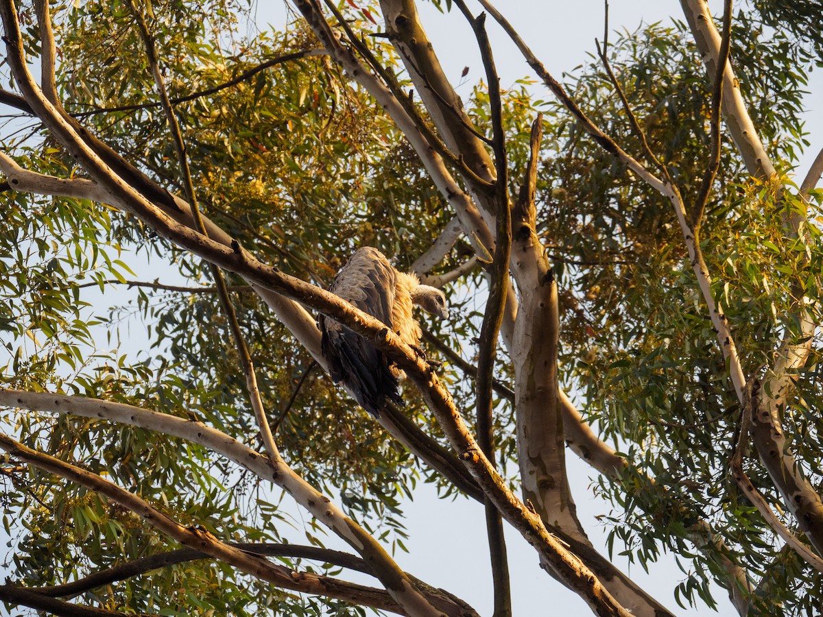 White-backed Vulture - ML640644124