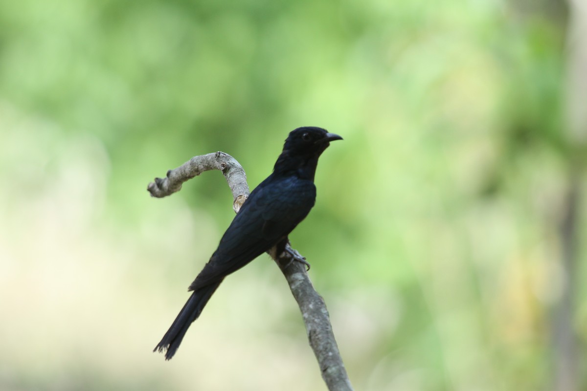 Square-tailed Drongo-Cuckoo - ML640644125