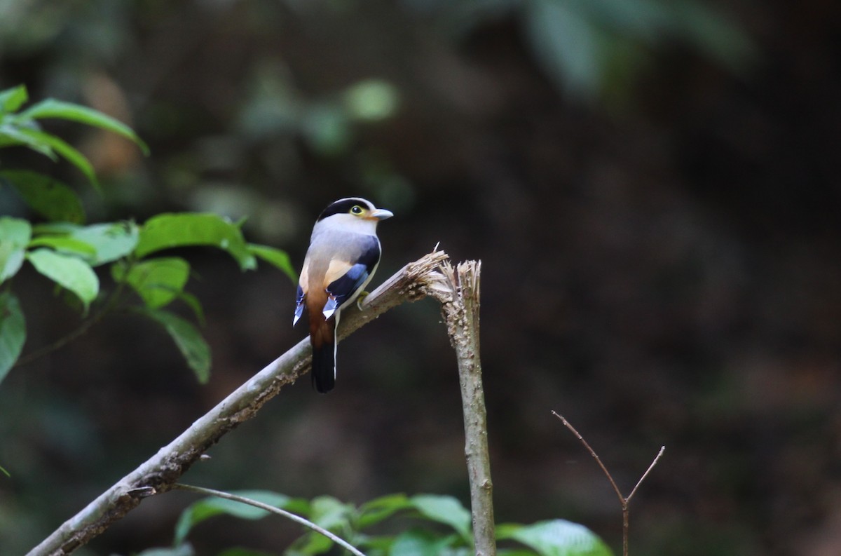 Silver-breasted Broadbill - ML640644126