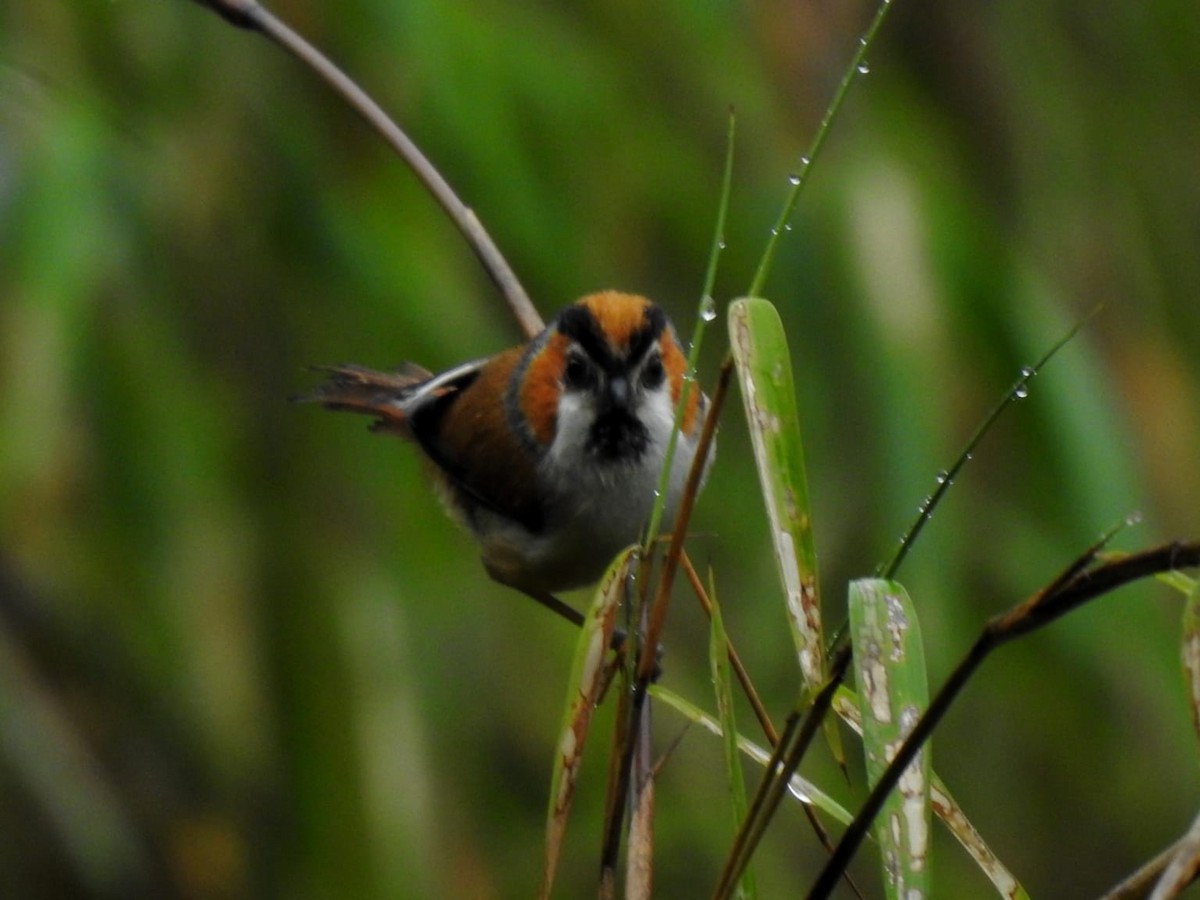 Black-throated Parrotbill - ML640644127