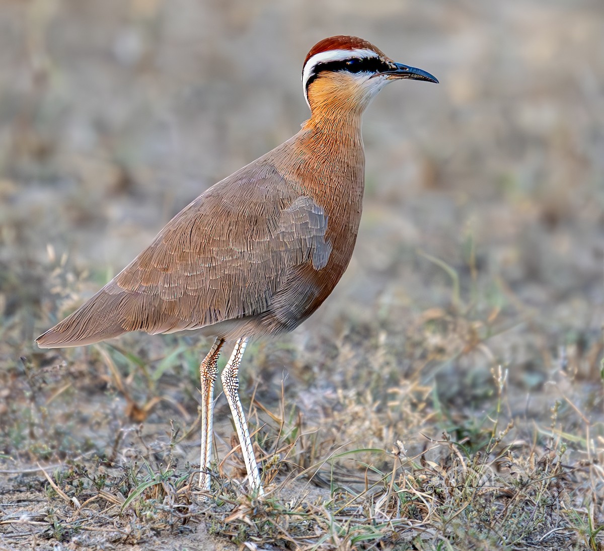 Courvite de Coromandel - ML640644140