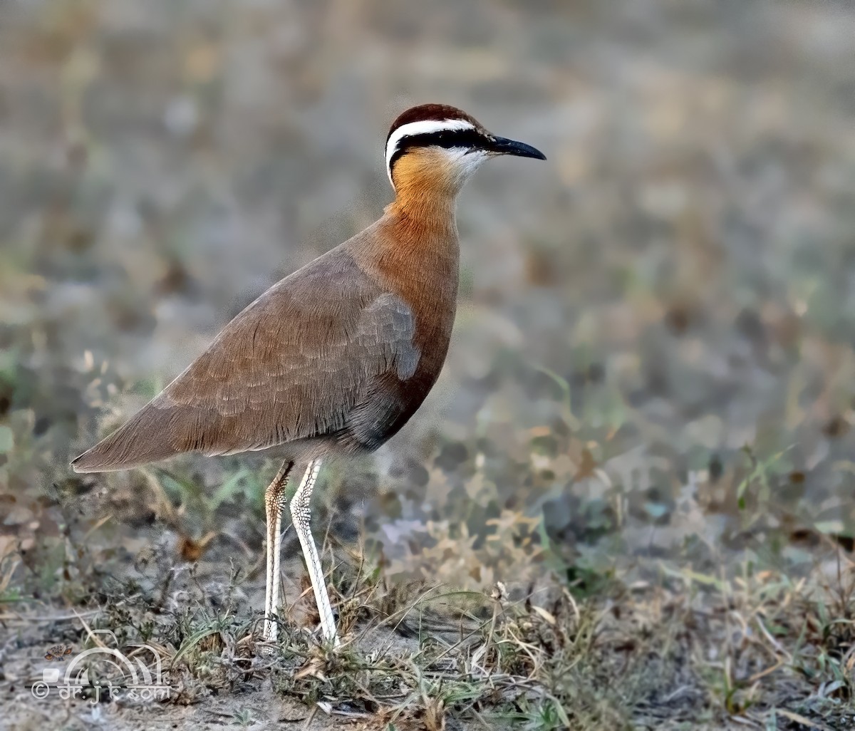 Courvite de Coromandel - ML640644141