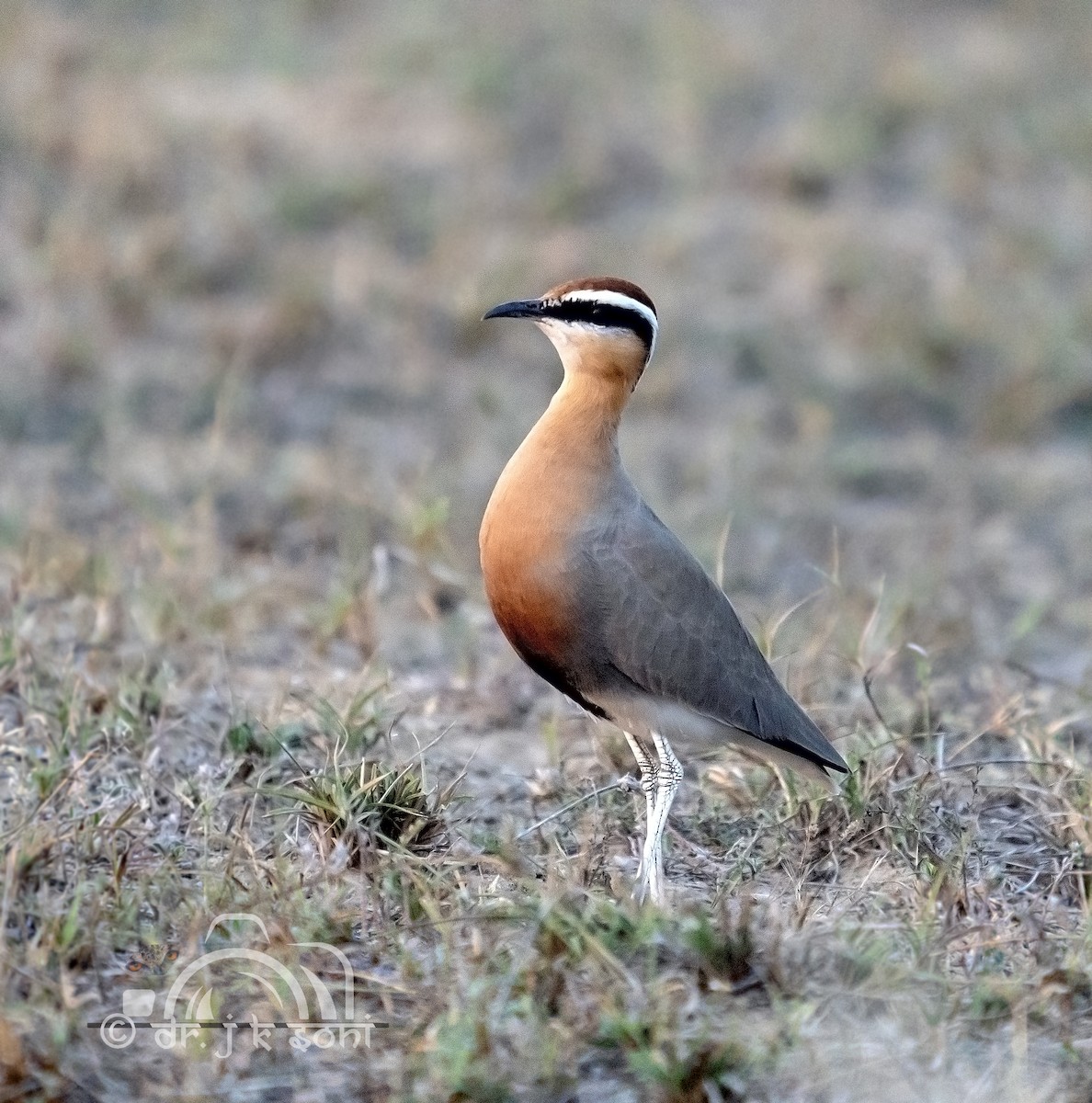 Courvite de Coromandel - ML640644142