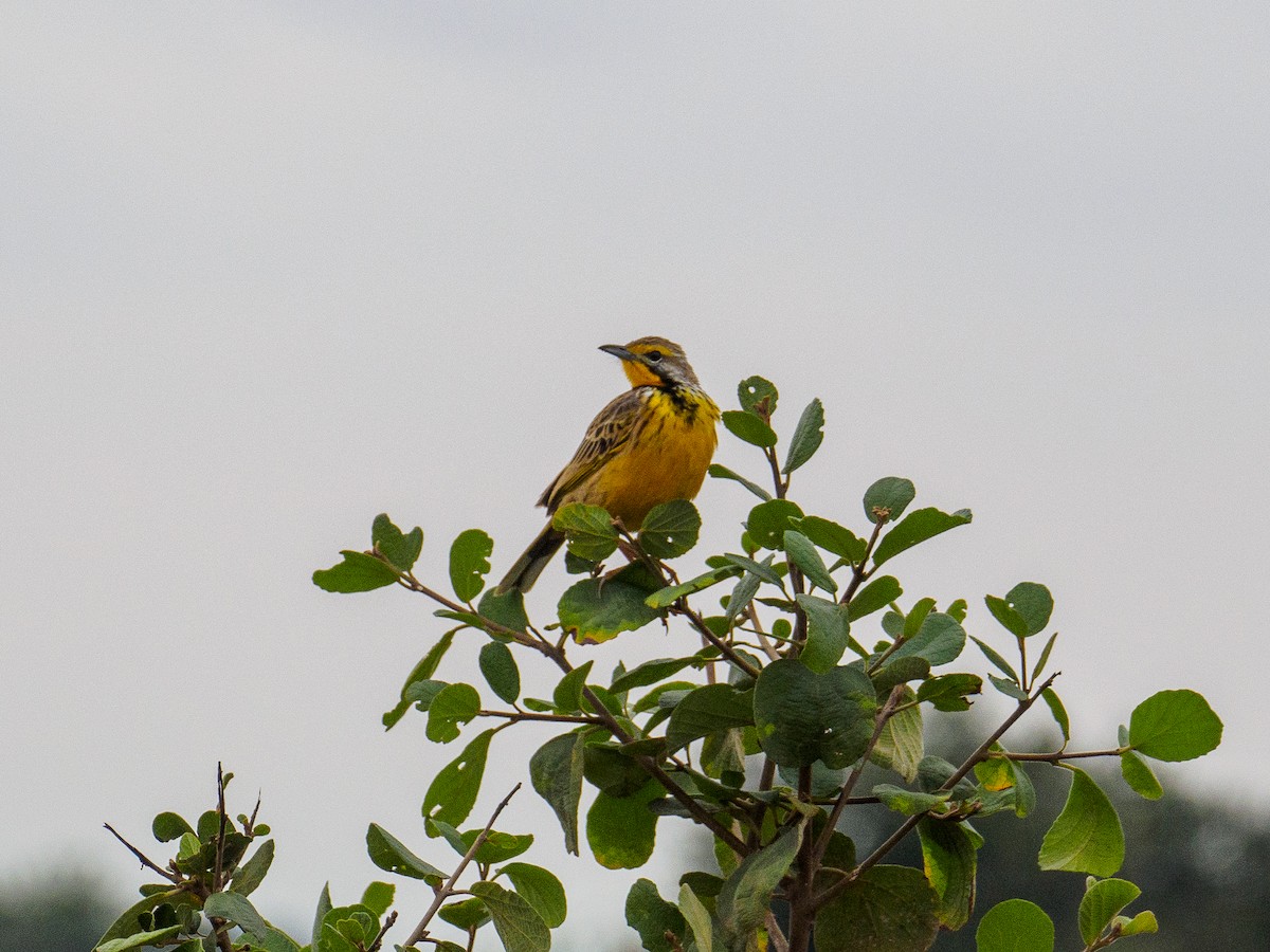 Yellow-throated Longclaw - ML640644185