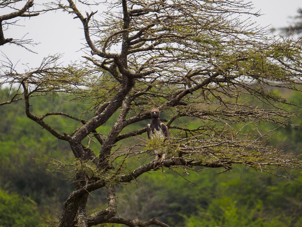 Martial Eagle - ML640644186