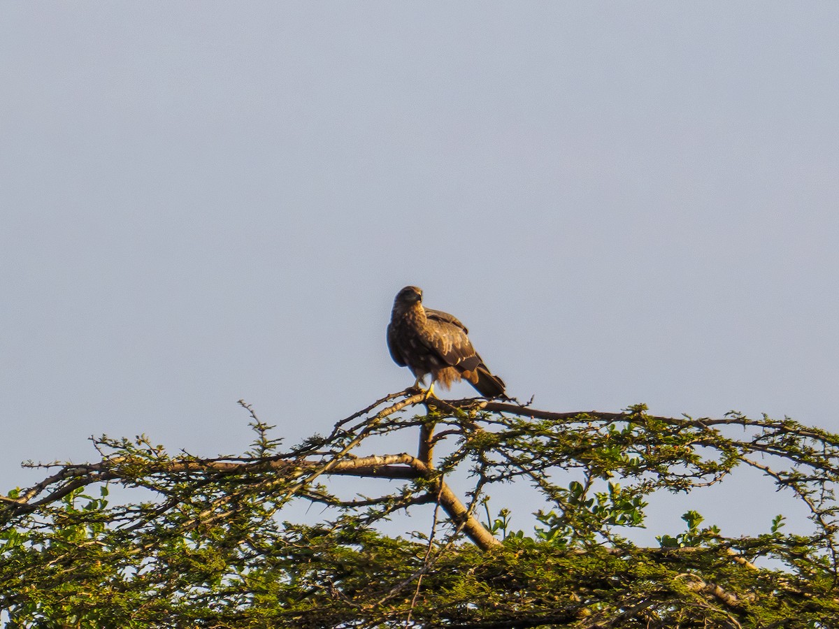 Black Kite - ML640644188