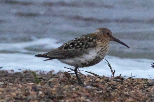 Dunlin - ML640644224