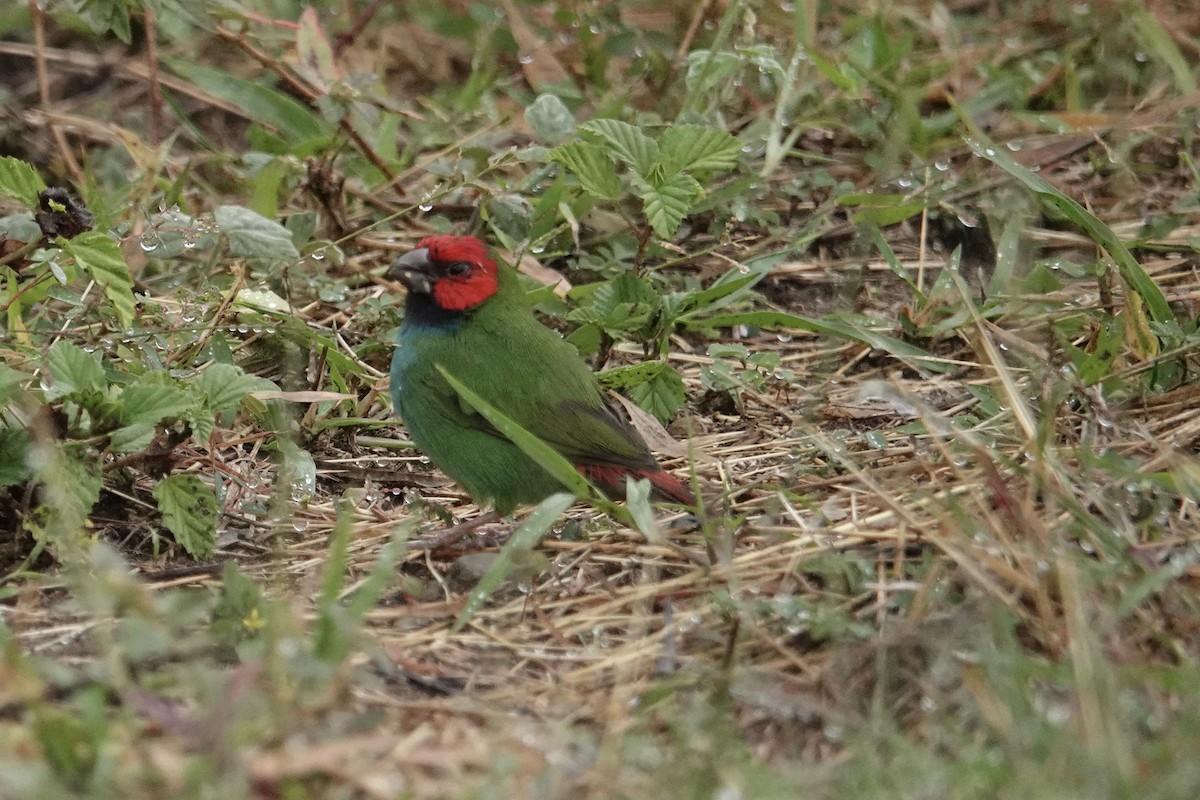 Fiji Parrotfinch - ML640644329