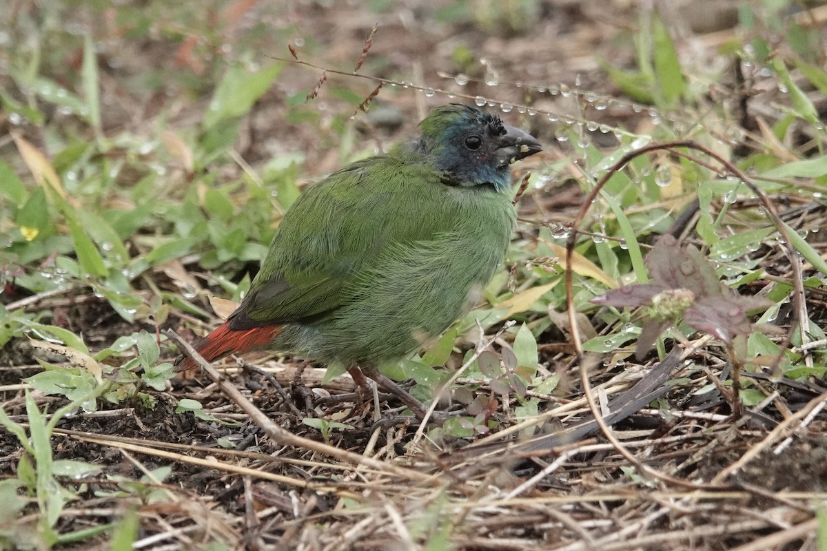Fiji Parrotfinch - ML640644330