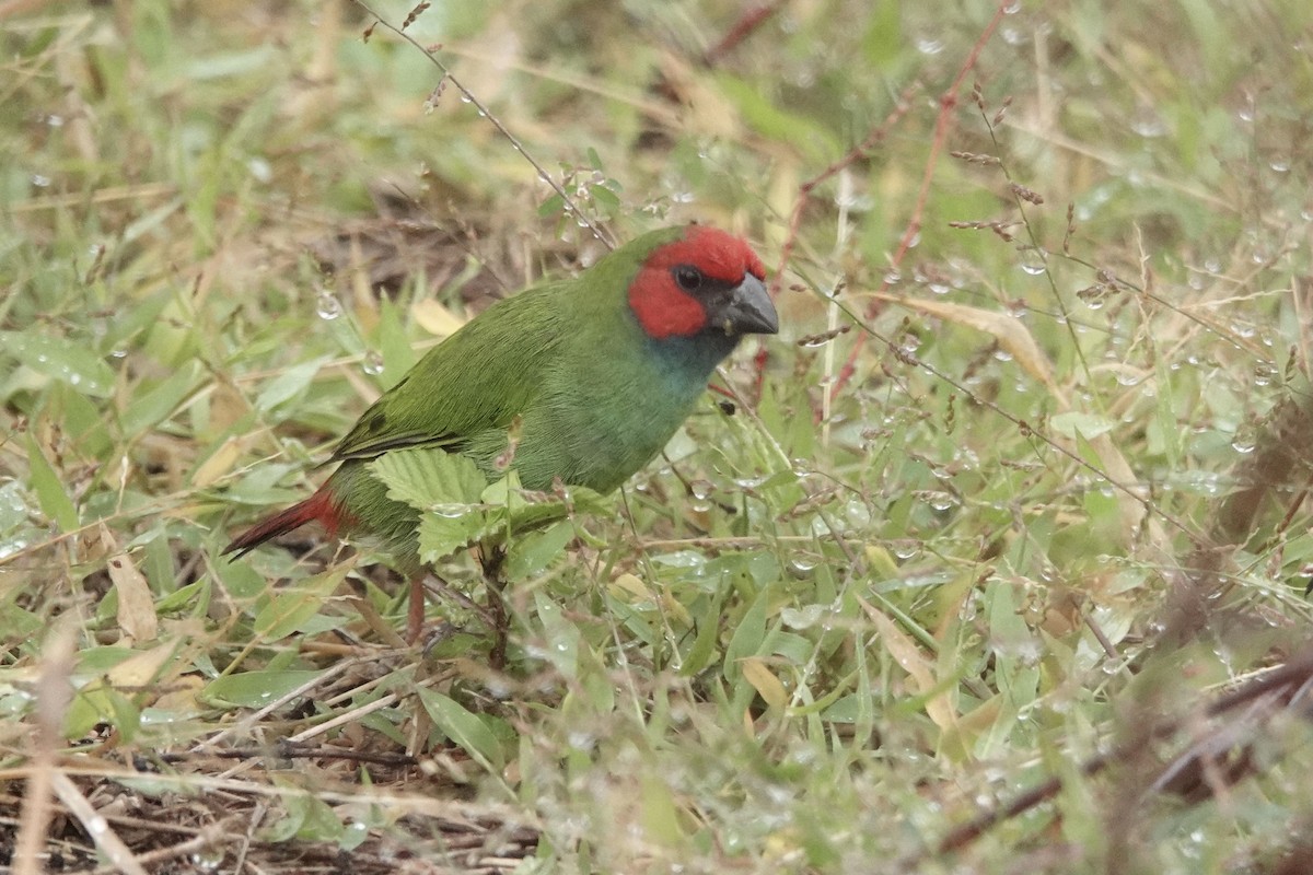 Fiji Parrotfinch - ML640644331