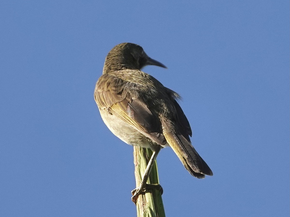Кикау - ML640644336