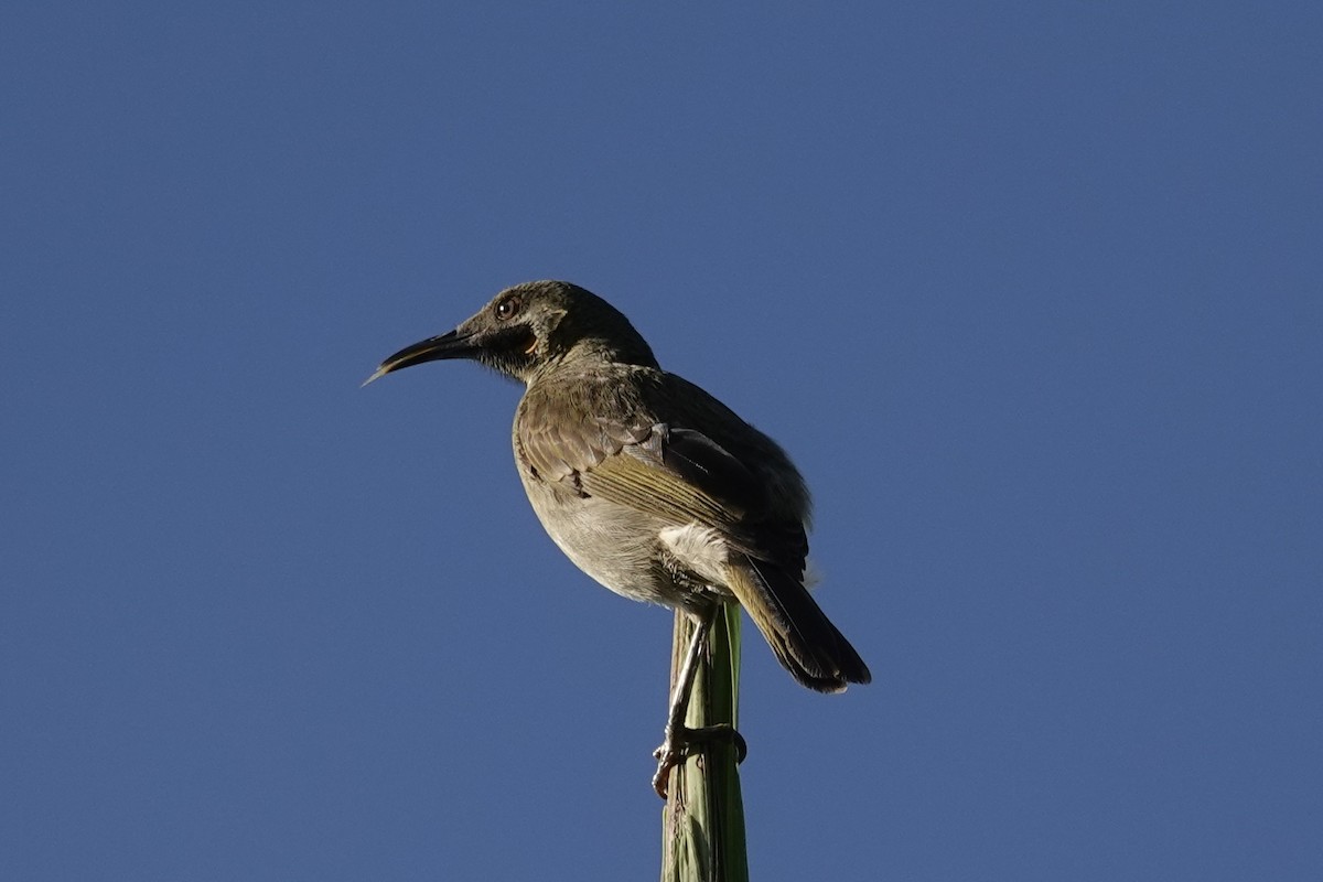 Кикау - ML640644337