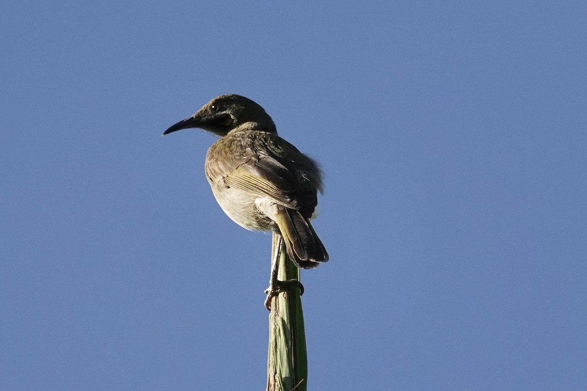 Кикау - ML640644339