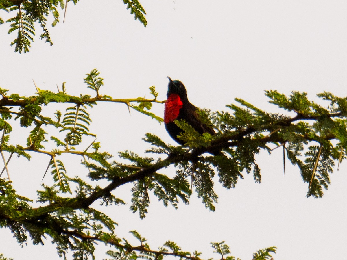 Scarlet-chested Sunbird - ML640644346