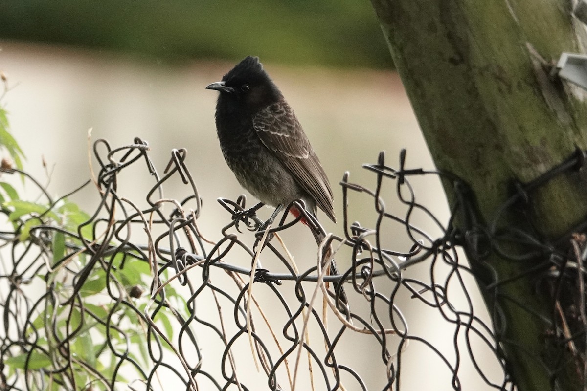 Red-vented Bulbul - ML640644348