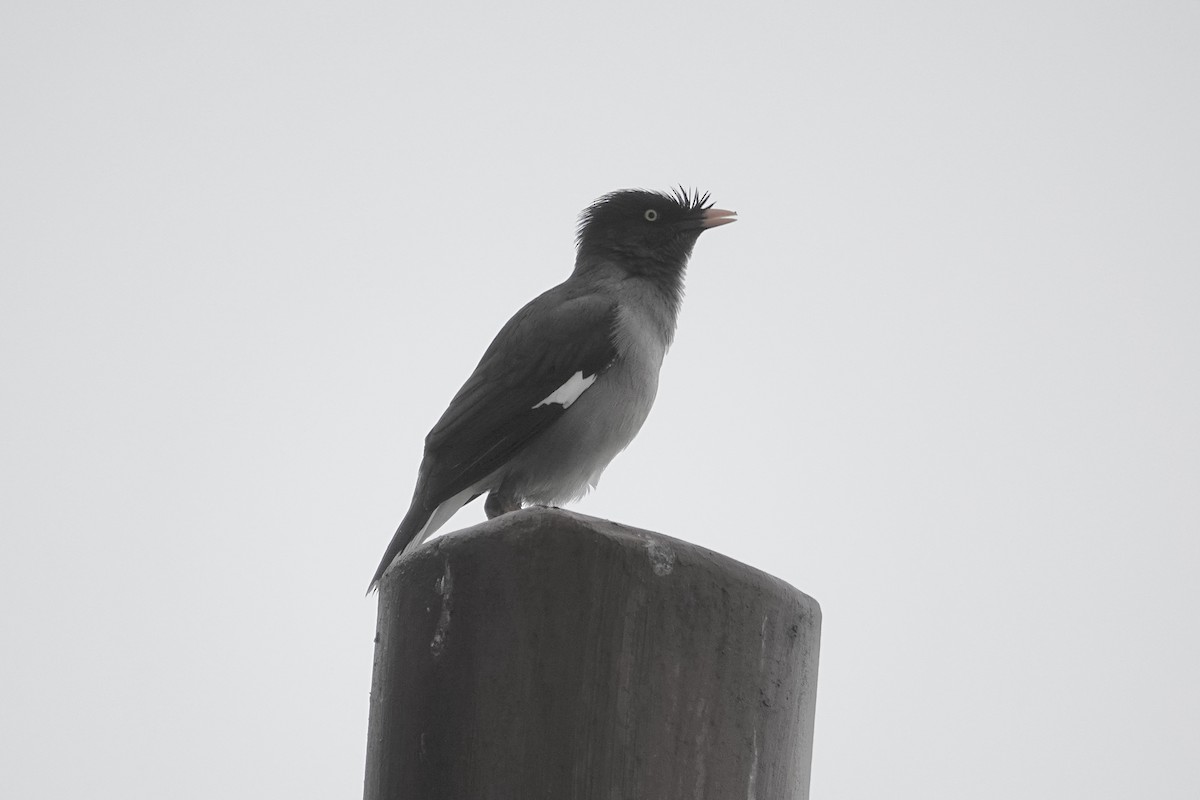 Jungle Myna - ML640644349