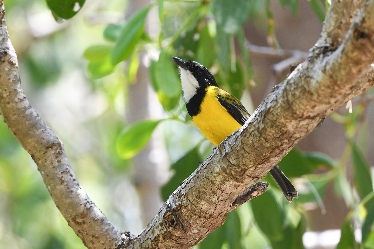 Black-tailed Whistler - ML640644354