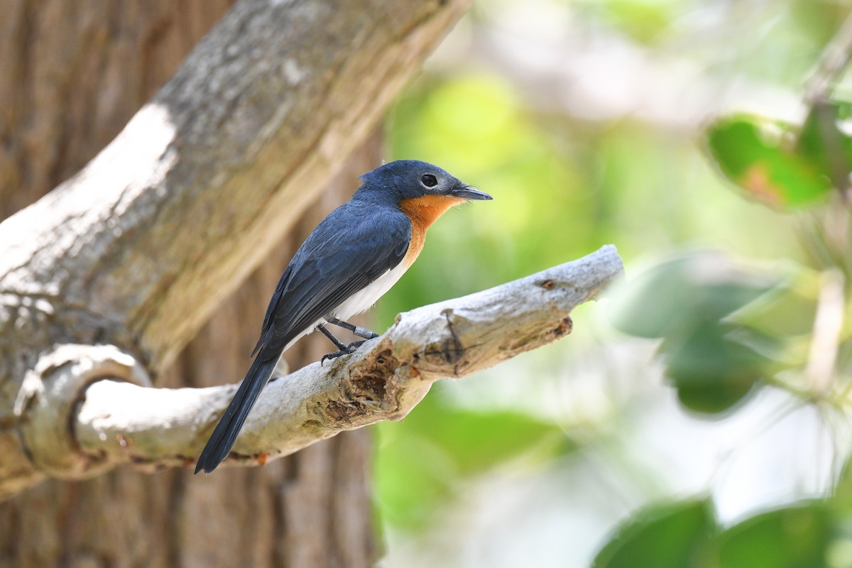 Broad-billed Flycatcher - ML640644356