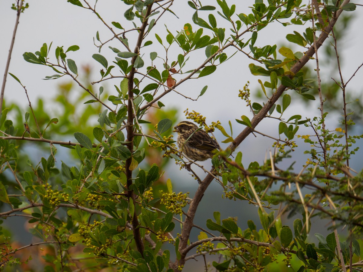 Streaky Seedeater - ML640644373