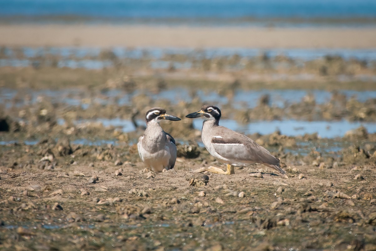 dytík velkozobý - ML640644404