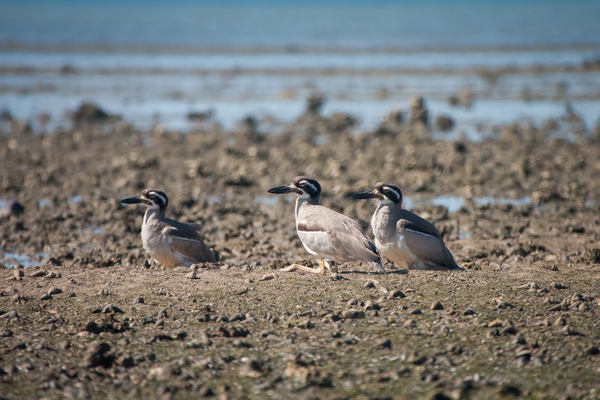 dytík velkozobý - ML640644405