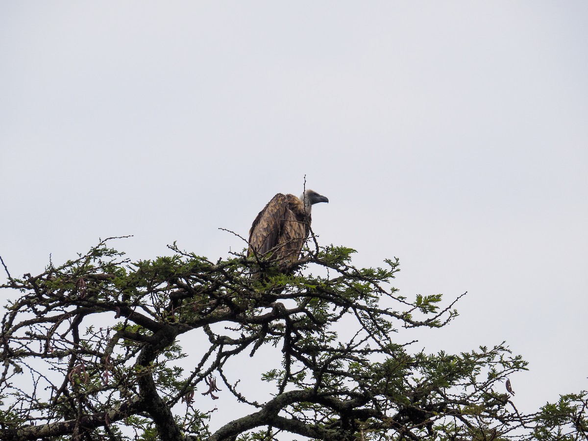 White-backed Vulture - ML640644412