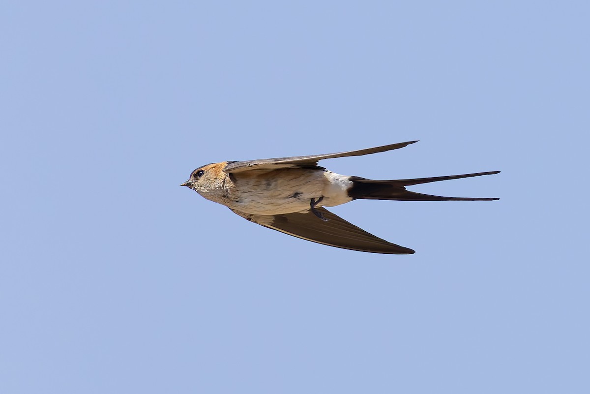 European Red-rumped Swallow - ML640644414