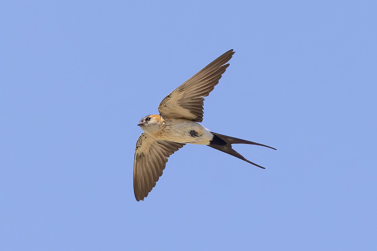 European Red-rumped Swallow - ML640644415