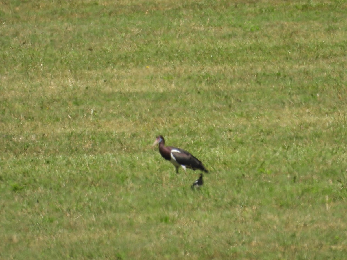 Abdim's Stork - ML640644438